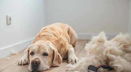  Government announces new legislation for pet groomers and sitters 