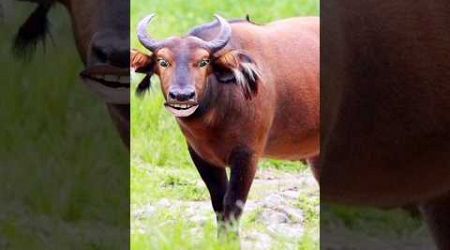 animal dance / animal #comedy #cow #funny #cowcow