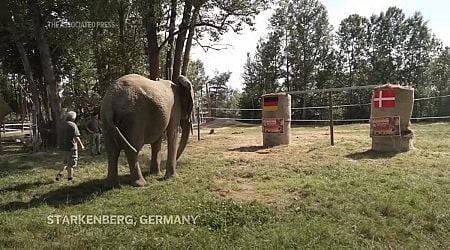 German elephant oracle predicts Germany victory against Denmark in Euro 2024