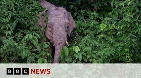World&#39;s smallest elephant in danger of dying out | BBC News