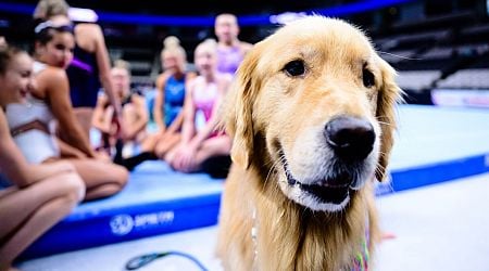 A day in the life of Beacon, the therapy dog at U.S. gymnastics Olympic trials