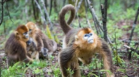 Population of rare golden monkeys increases in China