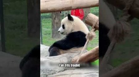 Panda surmonte sa peur de la hauteur #shorts #animaux #panda