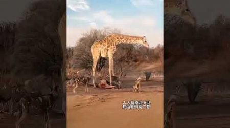 Wild dogs surround giraffes. Amazing animals are here. Animal World. Highlights of Animal World.