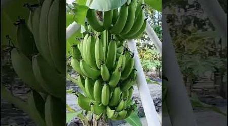 Panen pisang cavendish #pisangcavendish