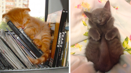 26 Cute Cats and Kittens Taking the Purrfect Catnap Fur Your Sweet Summer Sunday Scroll