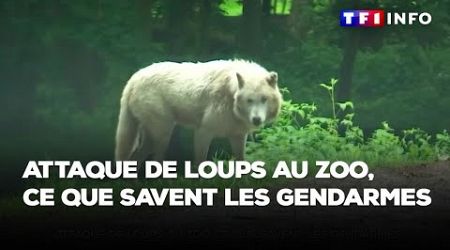Attaque de loups au zoo, ce que savent les gendarmes