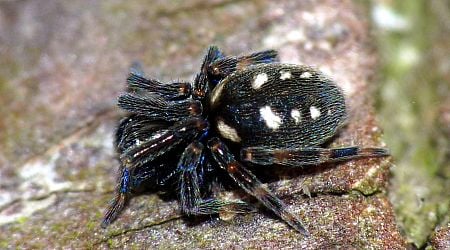 New spider species discovered in Brussels