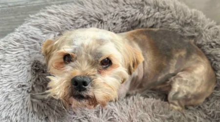 Kind-hearted Donegal couple start fundraiser for homeless dog found in poor health