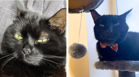 24 Black Cats Serving a Surplus of Sass on This Silly Summer Day