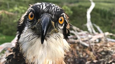 Osprey chicks to be relocated from UK to Spain amid concern over dad's hunting performance