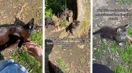 Cat Lover Wins the 4-for-1 Cat Distribution System Special When a Stray Kitty Surprises Her Hooman Benefactor With 3 Baby Kittens