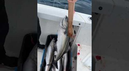 Ang dami naming huli #Lucky day #fishingvideo #viral #shortvideo #norway