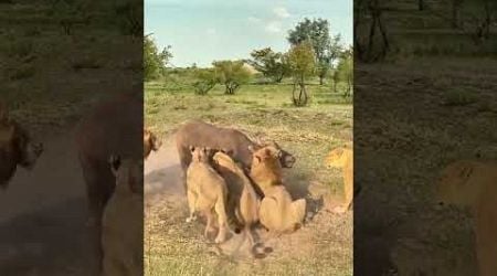 Bison vs. lion: animal strength contest, wild animals up close, confusing animal behavior