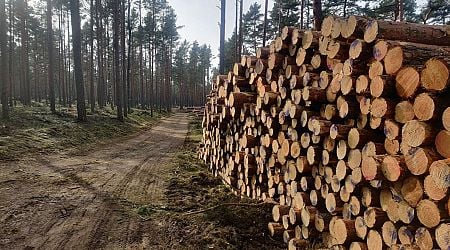 Forestry costs growing strongly in Latvia