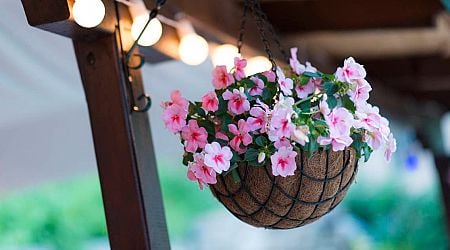 Cork woman fined after tracker locates stolen hanging flower baskets at her home