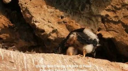 Peregrine Falcon (Falco peregrinus ernesti - Chick | Eyass) @ Chiu S C DSCN4151
