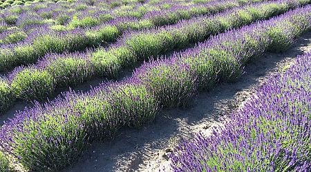Lavender fields forever