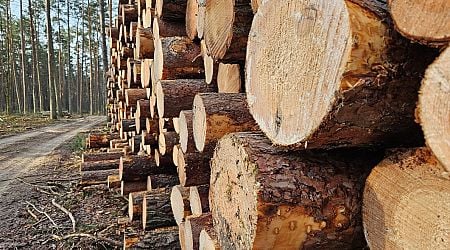Company fined EUR 10,000 for possible import of Russian wood