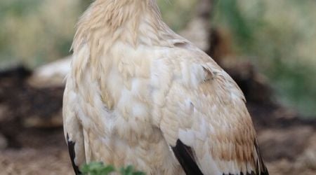 Captive-bred Egyptian Vulture Couple Produces First Offspring in the Wild