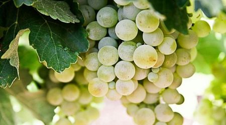Indigenous Croatian grape variety makes comeback in vineyards