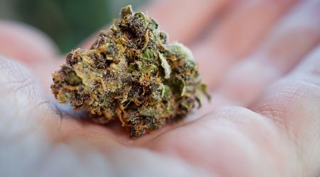 Eighth cannabis harm reduction association gets licence: ARUC 