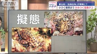 Deadly Blue-Ringed Octopus Spotted Near Tokyo