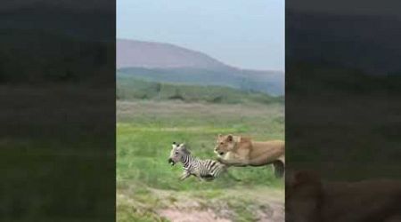 Lion chases zebra, animal battle competition, wild animals at close range, confusing animal beha