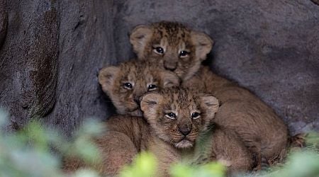 Fota Wildlife Park celebrates birth of three Asiatic lion cubs