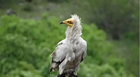 Two Egyptian vultures have hatched in the Rhodopes
