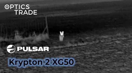 Fox with Pulsar Krypton 2 XG50 | Optics Trade See Through
