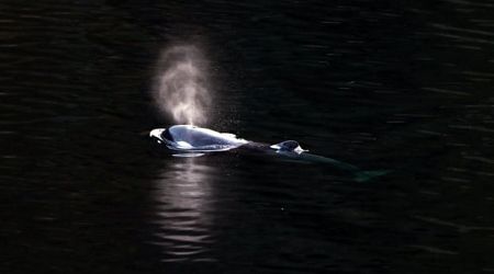 Orphaned B.C. orca calf 'likely' seen off Vancouver Island
