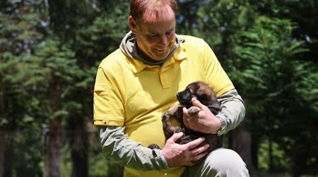 Seeking Handler Companionship is Genetic | Kraftwerk K9 German Shepherds