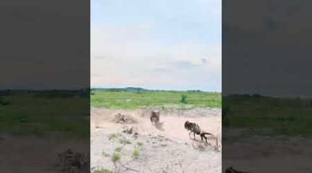 Wildebeest vs. lion: animal strength contest Wild animals up close Animals&#39; confusing behavior
