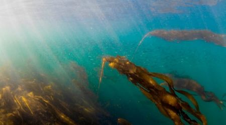 Why researchers are racing to restore B.C.'s kelp forests