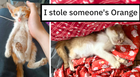 'I stole someone else's cat': Heartwarming Feline Enthusiast Attempts to Buy Malnourished Orange Kitten From Owner, He Refuses, So She Steals the Floofy Furball in Wholesome Rescue Mission