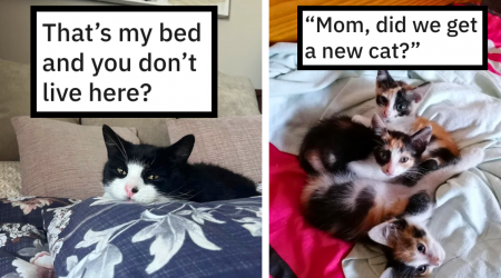 27 Times Hilarious Hoomans Caught Themselves Saying 'Hey, this is not my cat!" After a Feline Free Spirit Invaded Their Heartwarming Homes