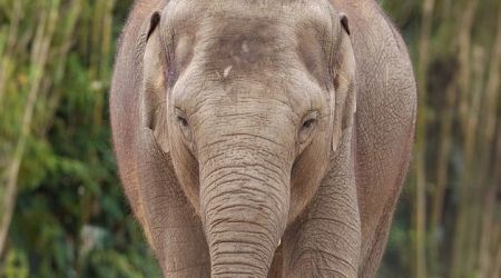 Dublin Zoo confirms death of second elephant in a week