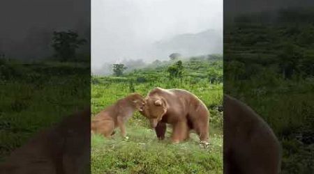 Jaguar vs. brown bear: animal strength contest, wild animals up close