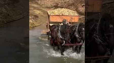 strong Belgian horse #horse #viral #shortvideos