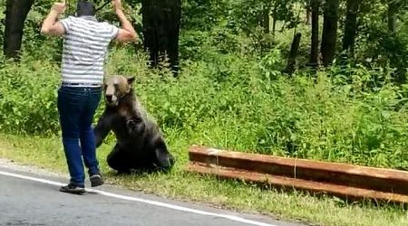 Mountain rescuers advice: What to do if you meet a bear on the mountain