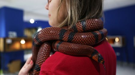 World Snake Day on July 16 Raises Awareness of Keystone Species