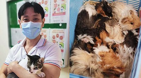 Proposal to ban animal abusers from owning pets for life to be submitted to S'pore gov't