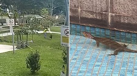 Monitor lizard seen chilling in condo pool after 1 monitor lizard removed & left at Farrer Park park