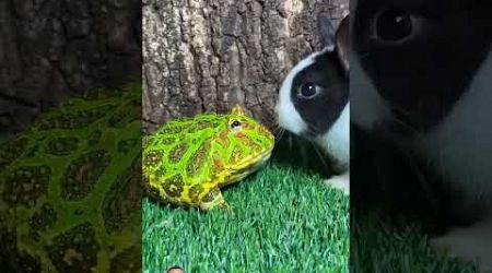 Green Frog vs Rabbit @lcvlog021 #frog #funny #cute #animals #pets #animal #meme #frogs #rabbit