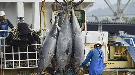 Quota for big Pacific bluefin tuna to rise 50% amid stock recovery