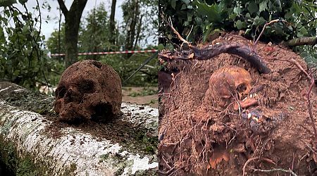 Skulls found under storm-toppled tree in Bauska