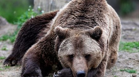 Romania to cull 500 bears to curb overpopulation after deadly attack