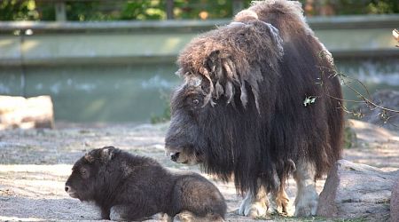 Summer brings delightful new arrivals at Korkeasaari Zoo