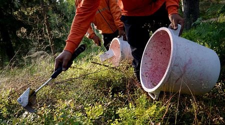 Thai wild-berry pickers receive residence permits for first time in Finland